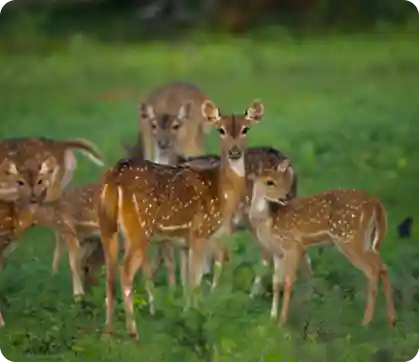 Lunugamwehera Nation Park Safari