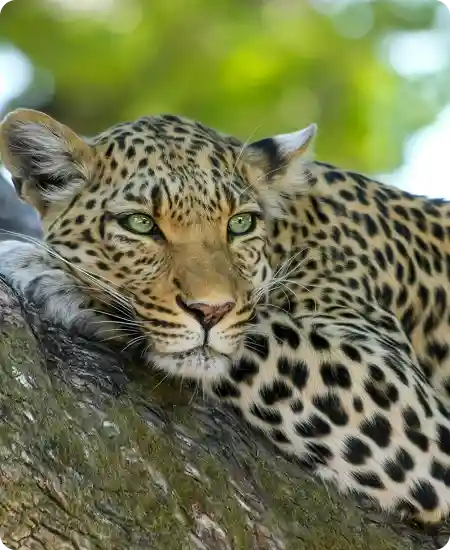 Yala National Park Safari