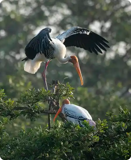 Bundala National Park Safari
